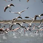 Petrakis